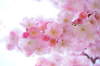 桜の樹.jpg